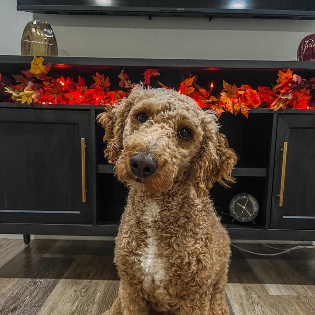 A dog is sitting in front of a television in a living room.