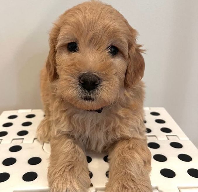 Male goldendoodle puppy laying on a white blanket