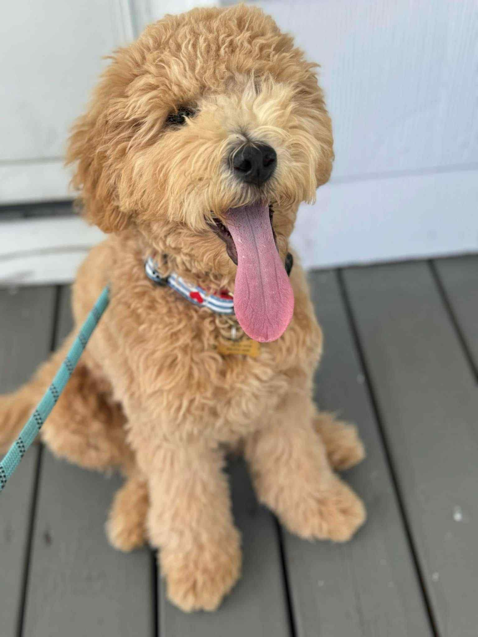 A brown puppy is sitting on a wooden deck looking at the camera.