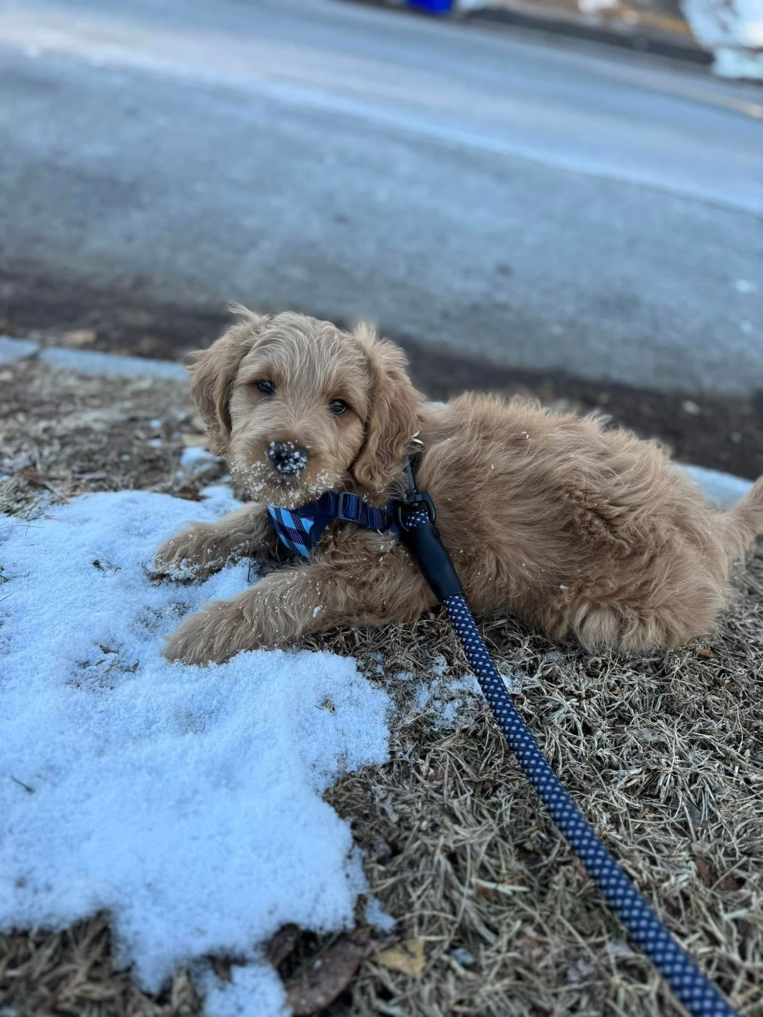 Rhode island goldendoodle puppy  is laying in the snow on a leash.