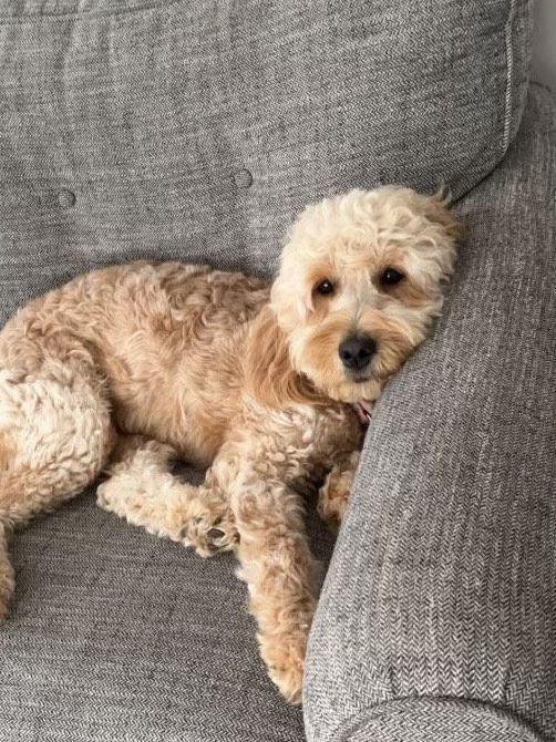 A small dog is laying on a grey couch.