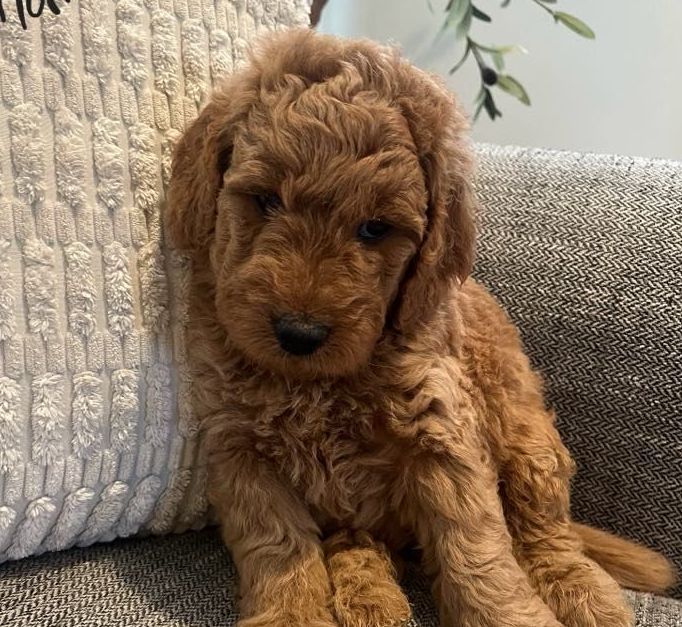 Male goldendoodle puppy laying on a white blanket