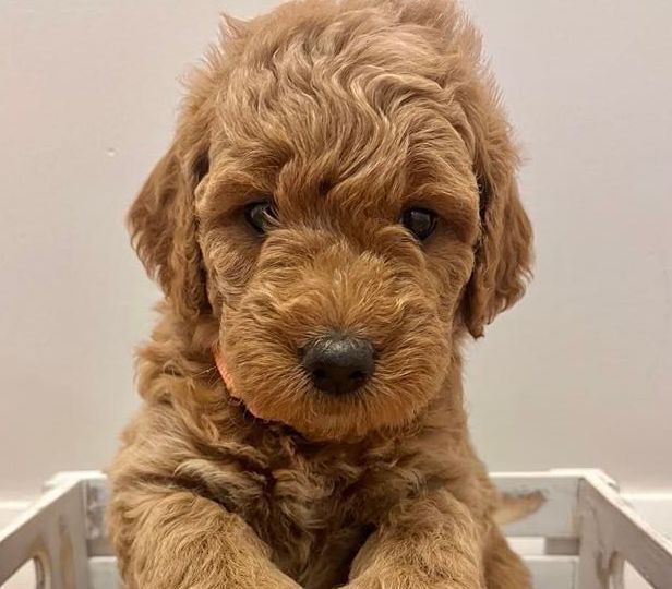 Female mini goldendoodle puppy laying in a pink basket.