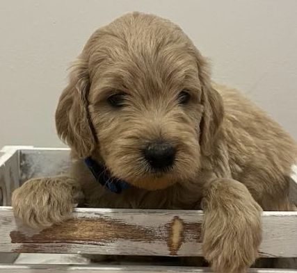 Male goldendoodle puppy laying on a white blanket