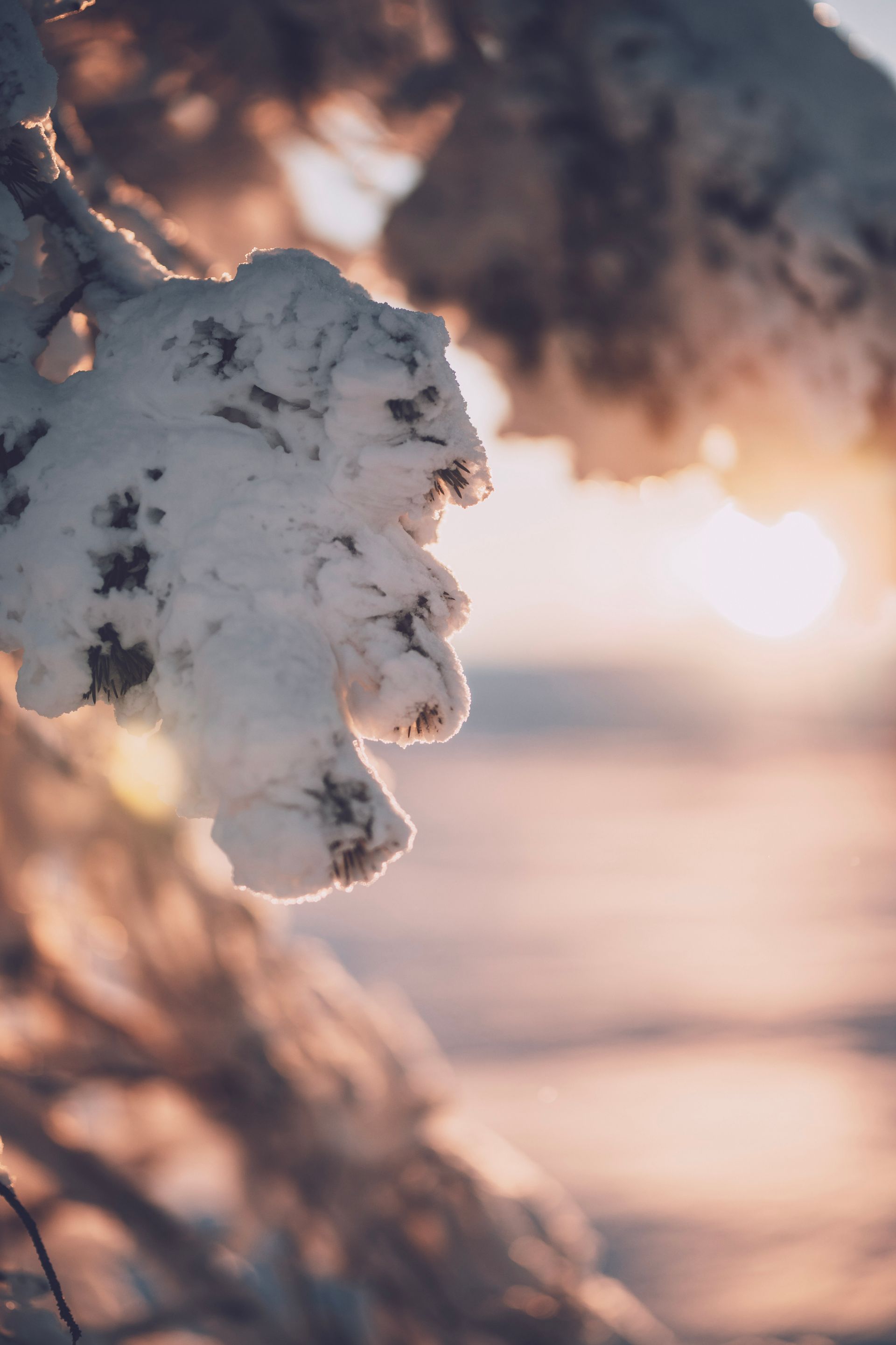 hyra stuga lofsdalen