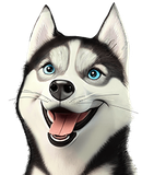 Smiling black-and-white husky with blue eyes and mouth open