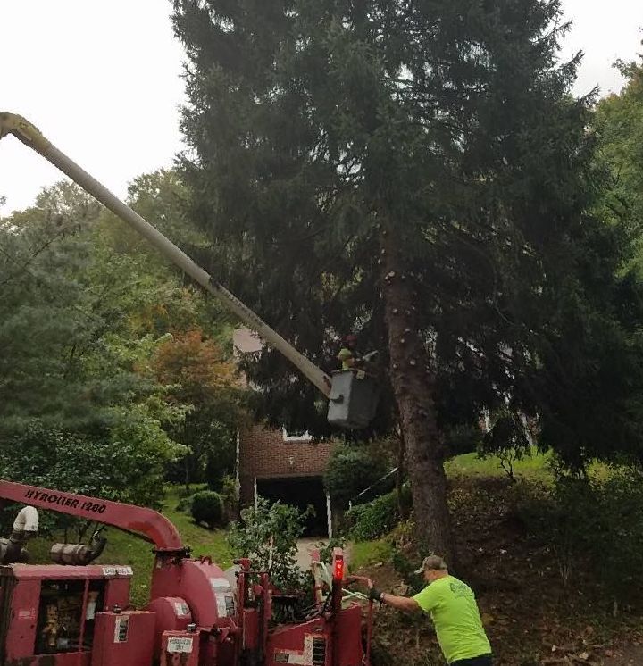 Tree removal: a large evergreen being trimmed by a lift truck. A worker in a green shirt operates a wood chipper in front of the tree.