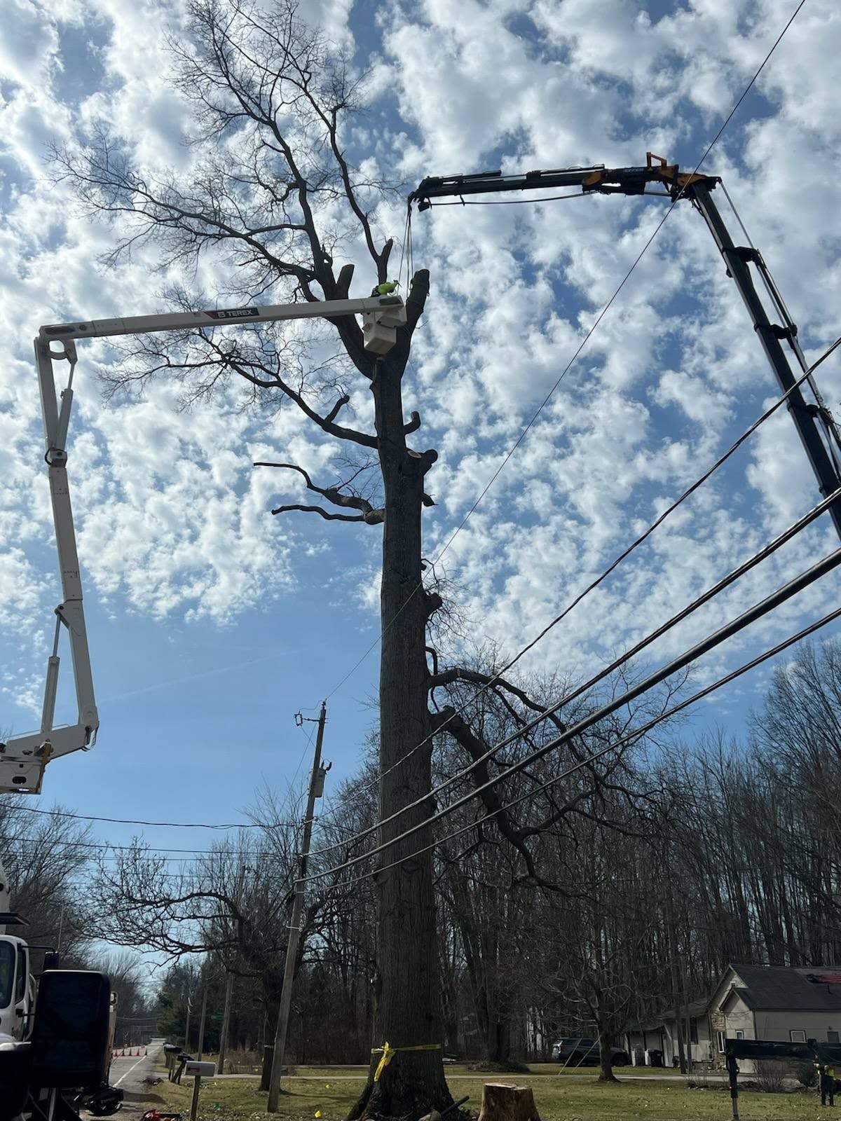Two tree service trucks with extended booms trimming a tall tree near power lines under a blue sky with scattered clouds.