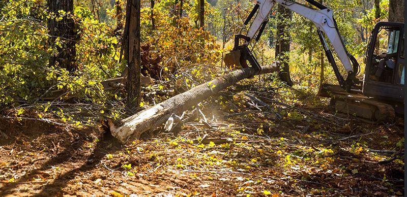 A bulldozer is cutting down a tree in the woods.