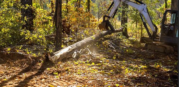 A bulldozer is cutting down a tree in the woods.