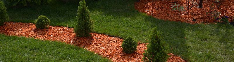 A row of trees surrounded by mulch in a lush green yard.
