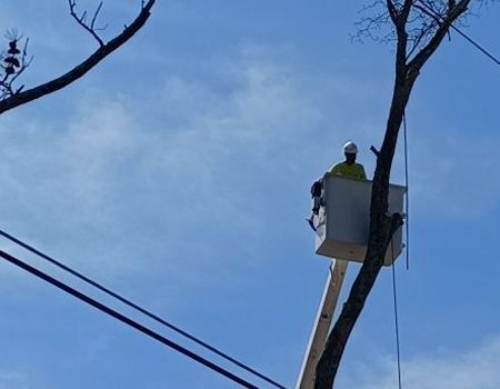 A man in a bucket is cutting a tree.