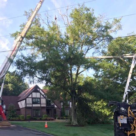 A man in a bucket is cutting a tree.