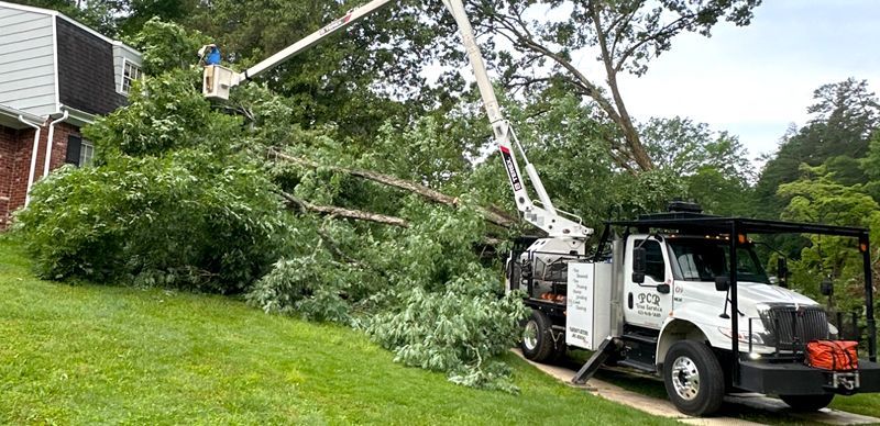 A white truck with a crane attached to it is cutting a tree.