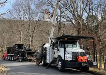 Tree service trucks trimming trees on a road; one worker in the bucket, another by the truck, both wearing work clothes.