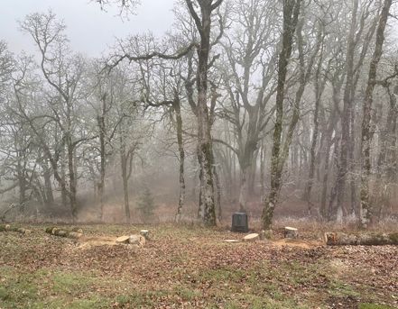 Foggy forest with bare trees, felled logs, and a dark trash can.