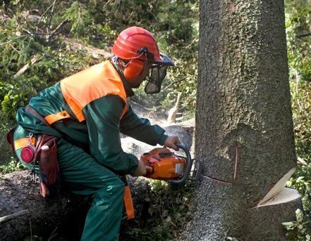 A lumberjack in safety gear cuts a tree trunk with a chainsaw in a wooded area.