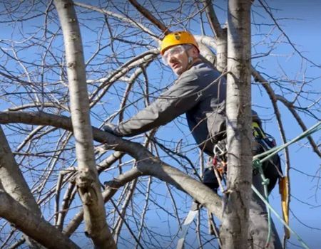 Arborist in tree, wearing helmet and safety gear, pruning branches, against a blue sky.
