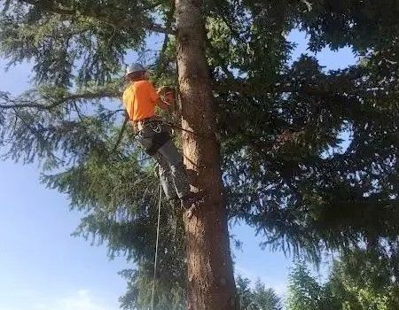 Tree worker in orange shirt with chainsaw, trimming a tall tree. Blue sky background.