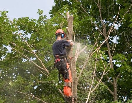 Arborist using a chainsaw to cut down a tree branch, wearing safety gear.