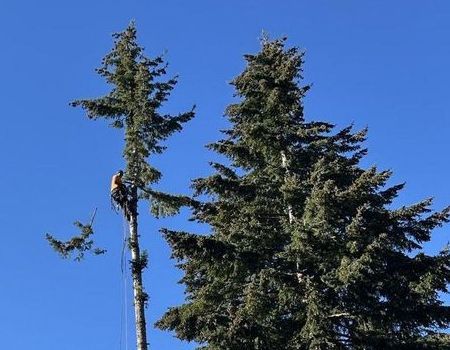 Arborist in tree, blue sky. Pruning branches on tall evergreen.