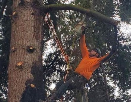 Arborist in orange shirt uses a chainsaw to cut a branch from a tall tree.