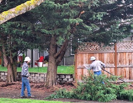 Two workers trimming a tree near a wooden fence. One rakes debris, both wearing helmets, in a yard.