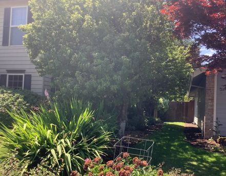 A house with a large green tree, a garden, and red-leaved tree; sunny day.