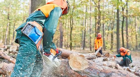 Lumberjacks cutting logs with chainsaws in a forest, wearing orange vests and safety gear.