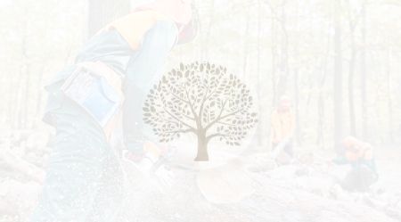 A man is cutting a tree with a chainsaw.