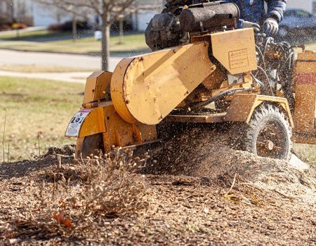 A yellow stump grinder at work, pulverizing wood into mulch in a yard.