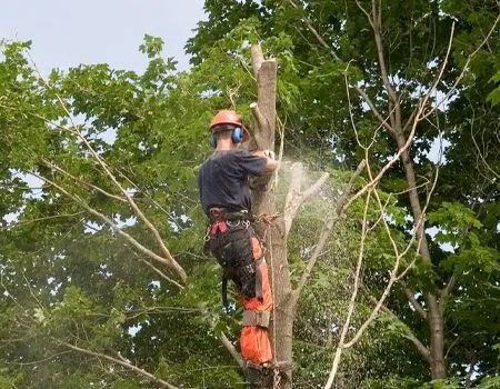 Worker wearing safety gear trims a tree trunk with a chainsaw amid green foliage.