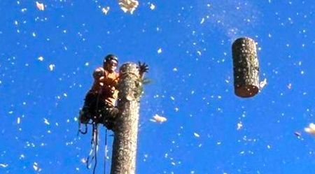 Arborist using a chainsaw to cut a tree trunk against a blue sky. Debris is flying.