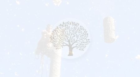 A man is cutting a tree with a chainsaw.