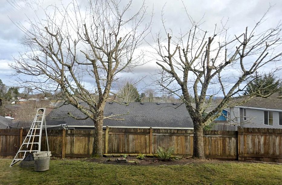 Two bare trees flank a wooden fence; a ladder leans against the left tree with a bin below. Overcast sky.