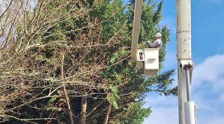 Tree worker in a bucket lift trimming tree branches under a blue sky.