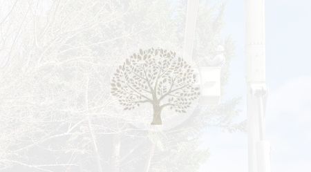 A man is cutting a tree with a chainsaw.