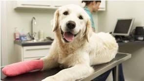 ortopedia veterinaria