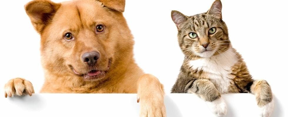 veterinario cani e gatti