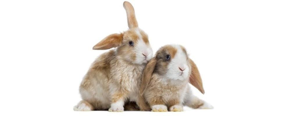 veterinario per conigli