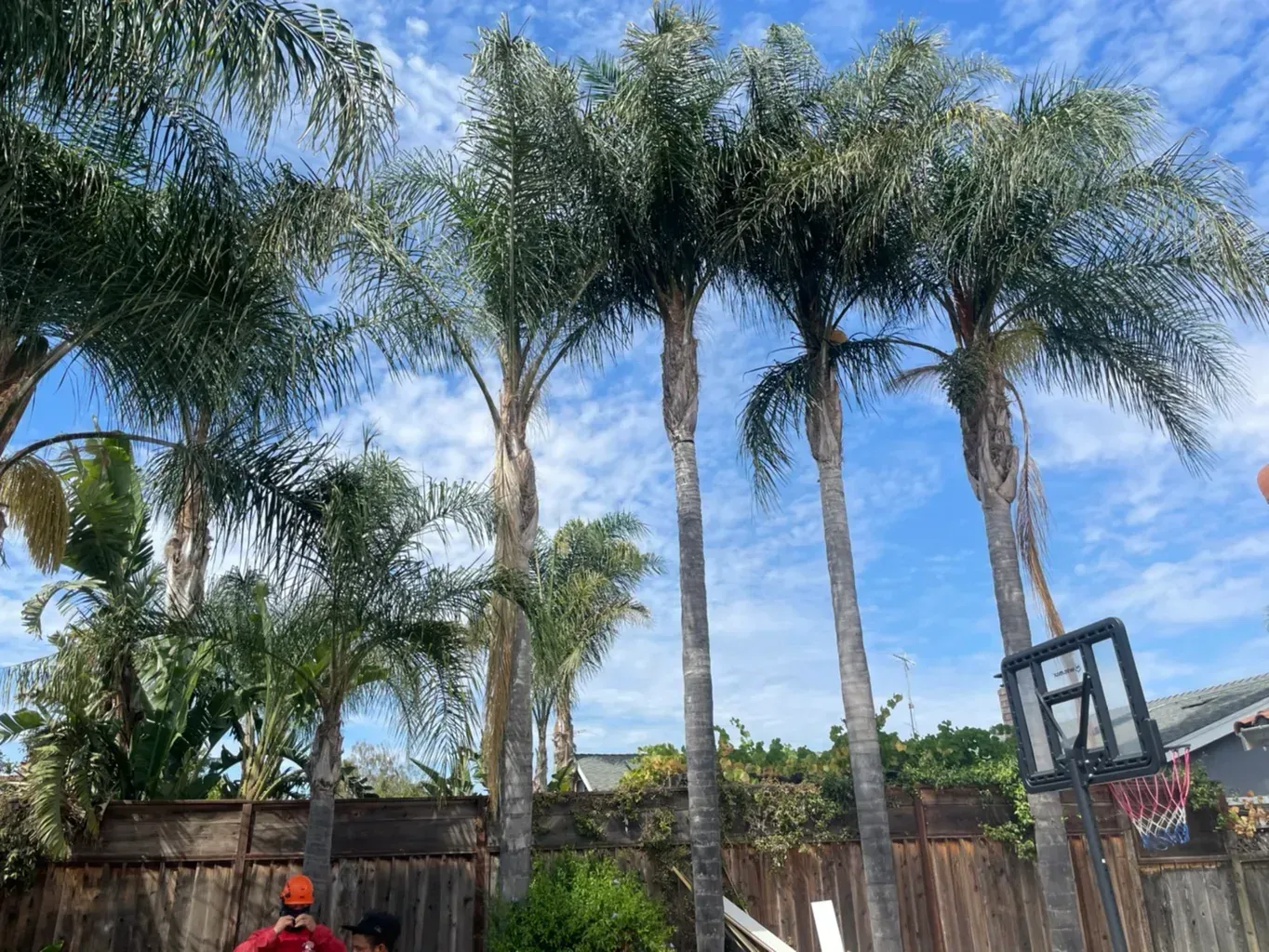 A group of palm trees are standing next to a basketball hoop.
