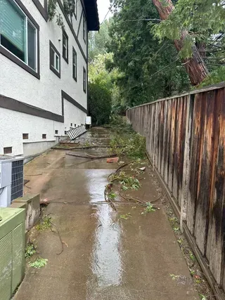 afterb remove a tree over