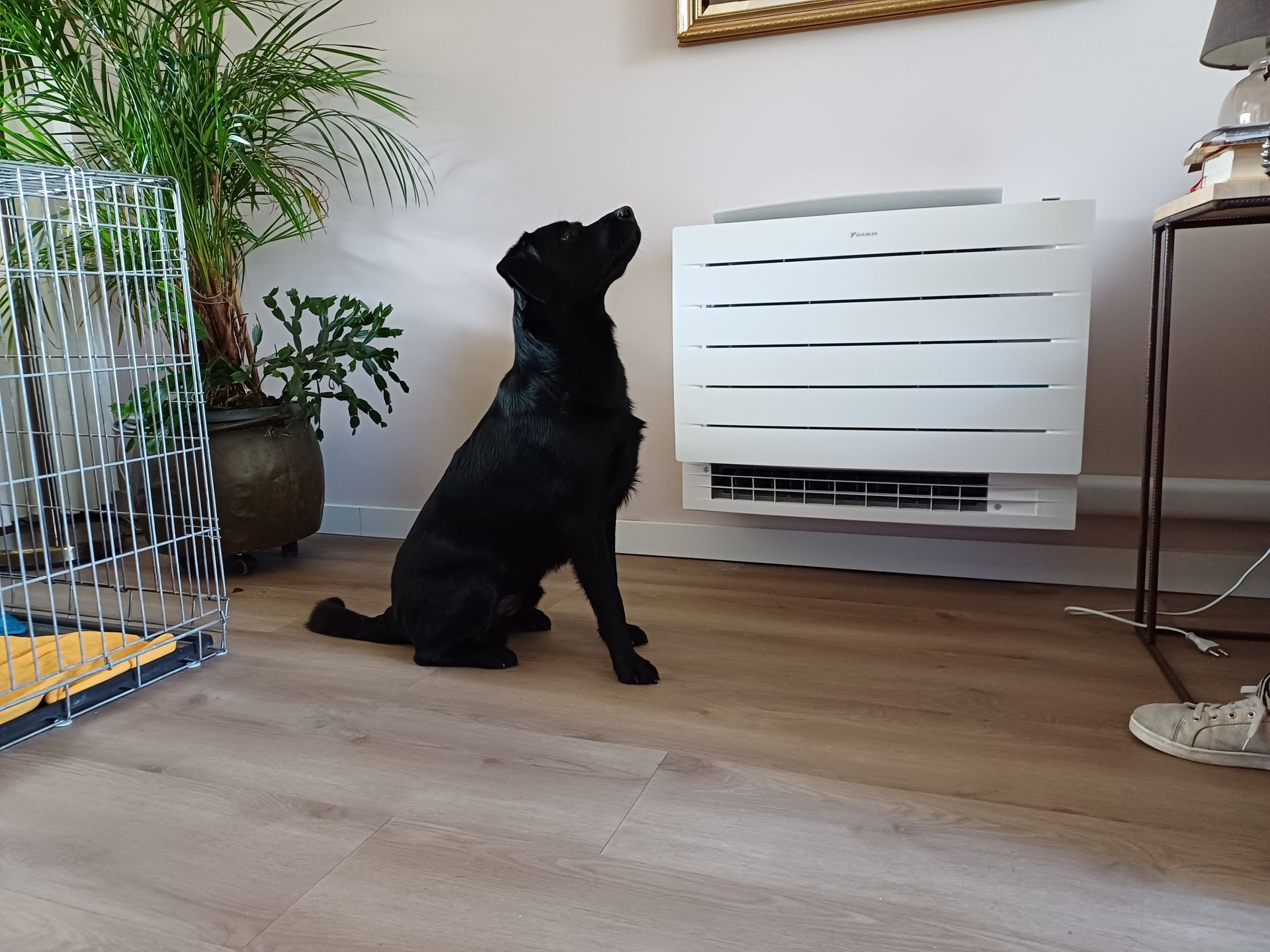 Zwarte hond zittend voor een wit Daikin Perfera vloermodel airco, geplaatst tegen een muur in een moderne woonkamer met houten vloer en kamerplanten.