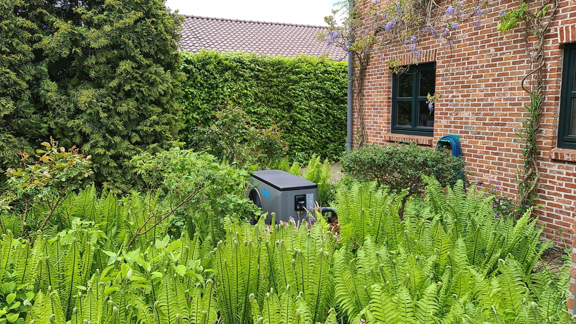 Een bakstenen huis met een schuur in de achtertuin, omgeven door varens.