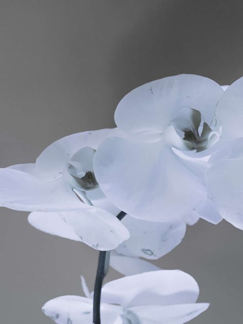 A close up of a white orchid with a gray background