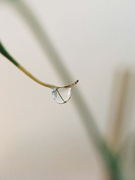 A close up of a water drop on a plant