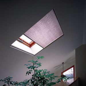 There is a plant in the corner of the room with a skylight in the ceiling.