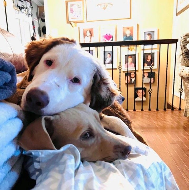 Cute Two Dogs — Madison, AL — Dowdy Insurance