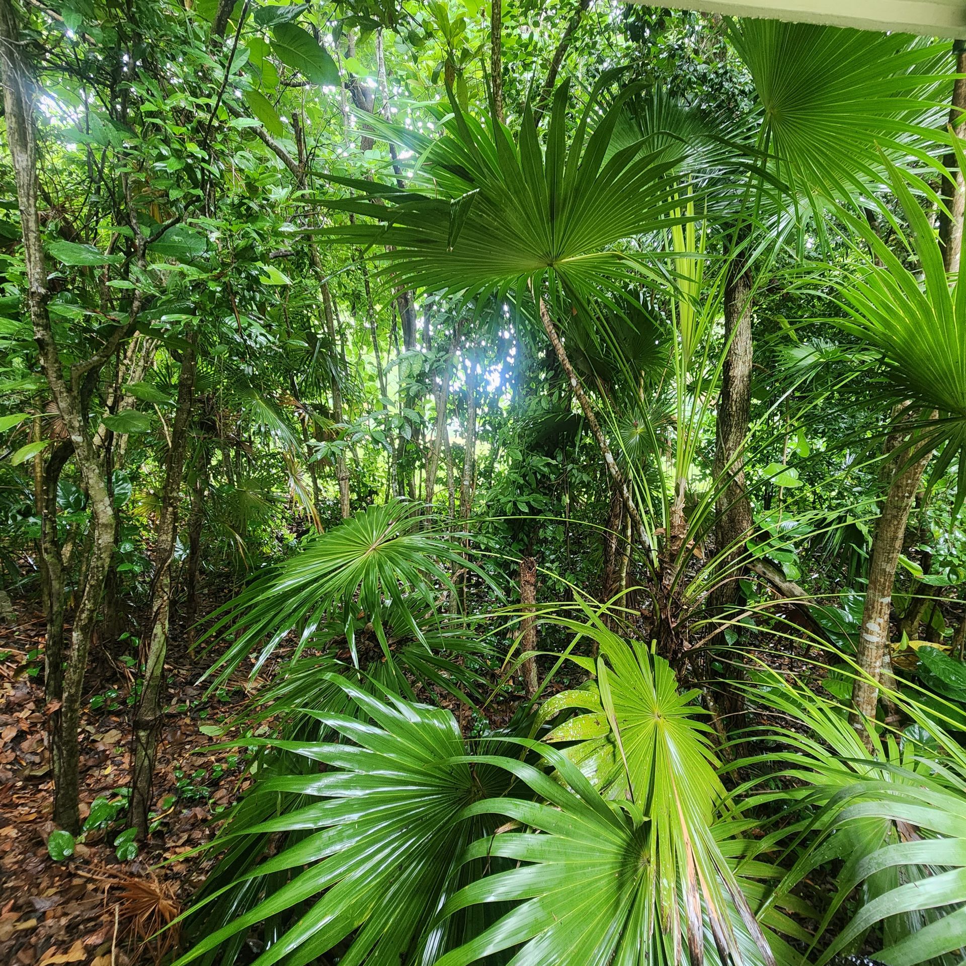 Tropical jungle plants