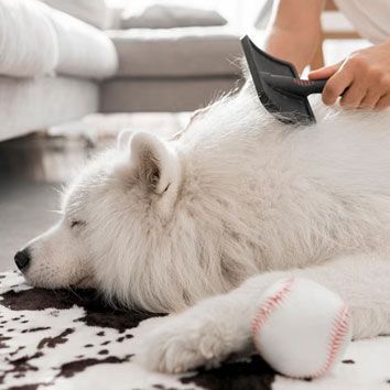A white Samoyed dog being brushed while lying on a rug with a baseball.